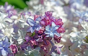 Gorgeous Lilacs